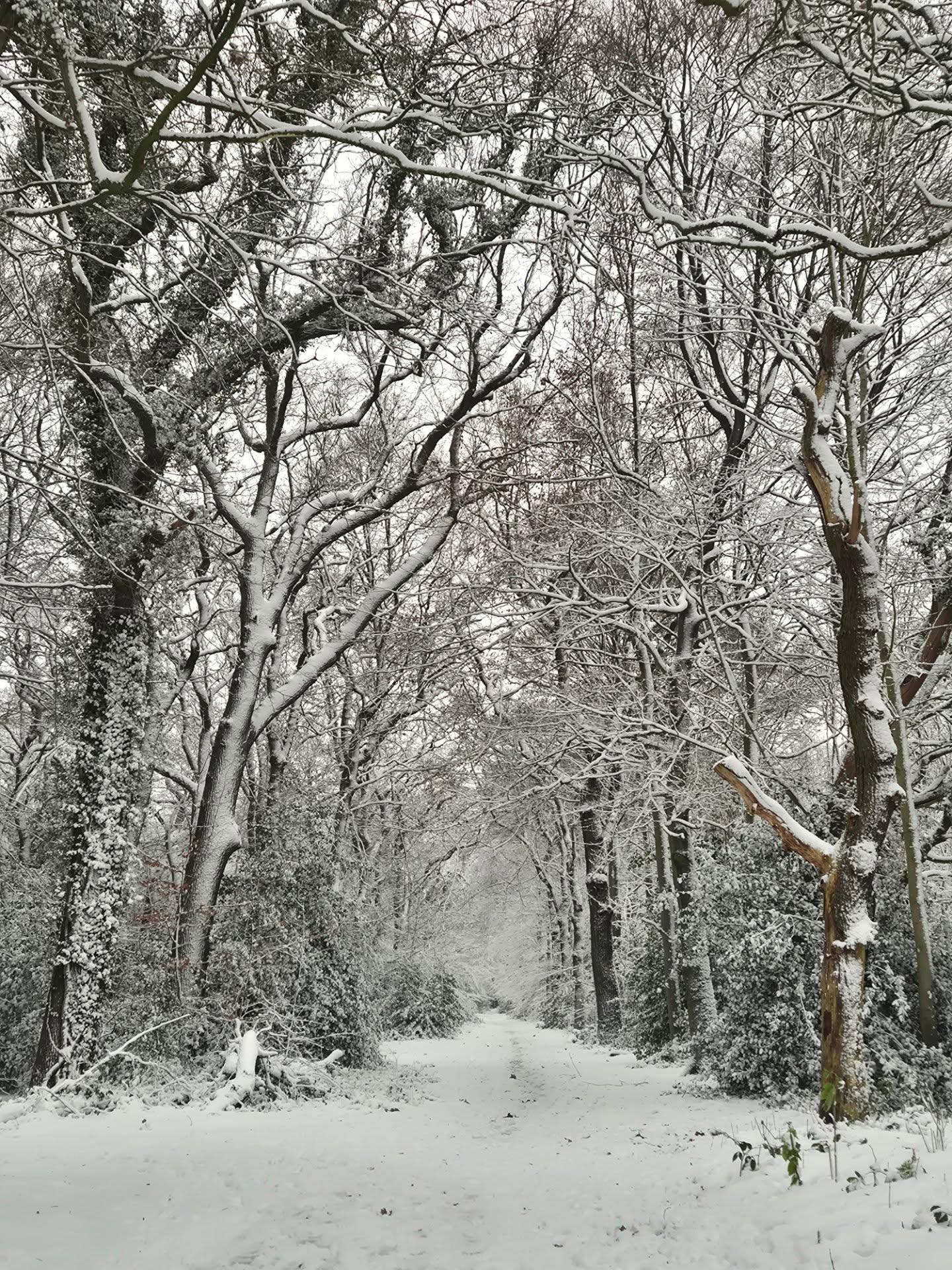 Zie je door de bomen het bos niet meer?